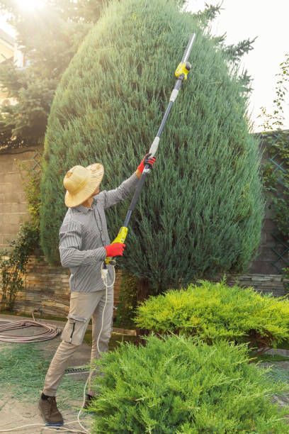 Tree and Shrub Care in Deer Park, TX